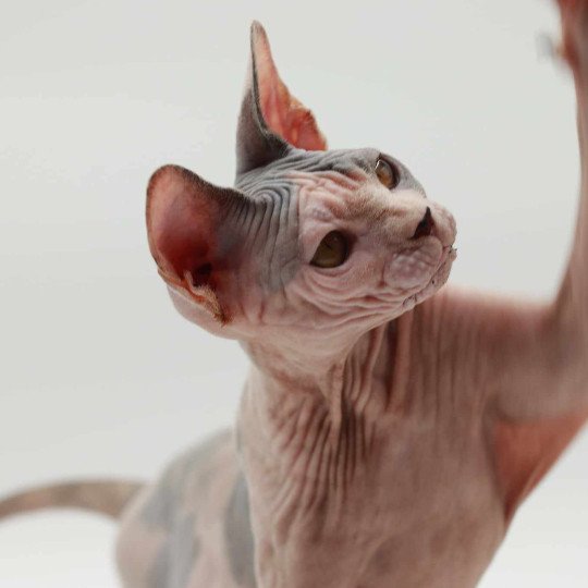 chat Sphynx blue tortie bicolor Heart Dana Chatterie