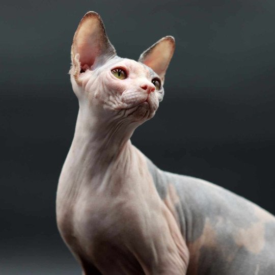 chat Sphynx blue tortie bicolor Heart Dana Chatterie