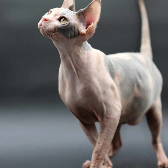 chat Sphynx blue tortie bicolor Heart Dana Chatterie
