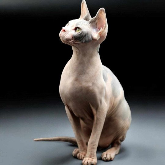 chat Sphynx blue tortie bicolor Heart Dana Chatterie