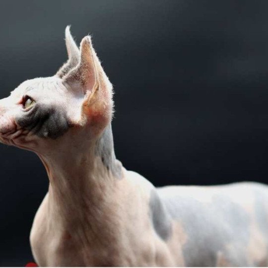 chat Sphynx blue tortie bicolor Heart Dana Chatterie