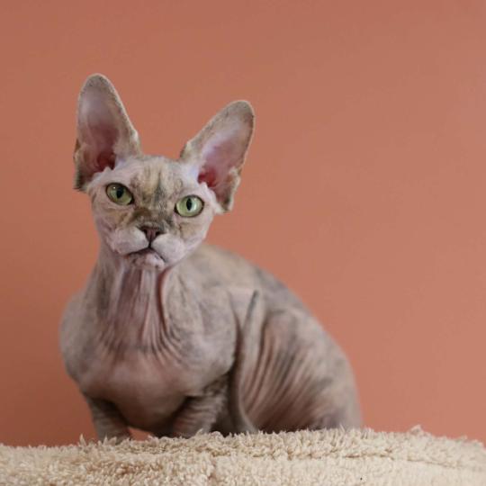 chat Sphynx Kitty Chatterie