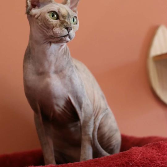 chat Sphynx Kitty Chatterie