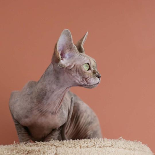 chat Sphynx Kitty Chatterie