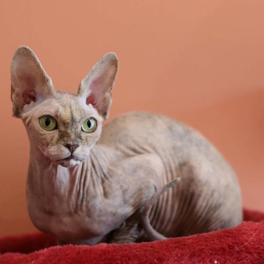 chat Sphynx Kitty Chatterie