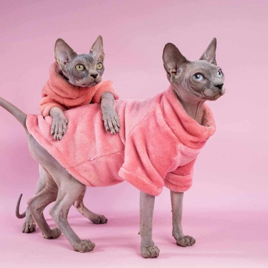 chat Sphynx blue point Délice Chatterie