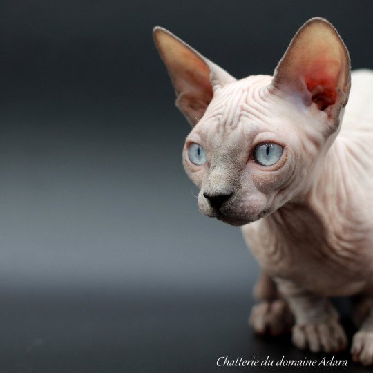 chat Sphynx Délice Chatterie