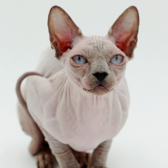 chat Sphynx Délice Chatterie