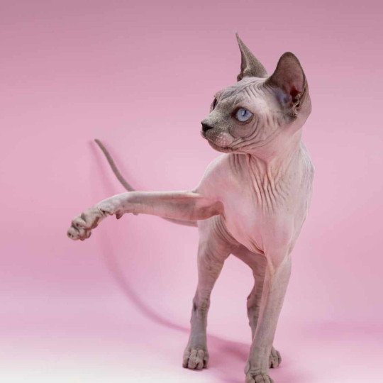 chat Sphynx blue point Délice Chatterie