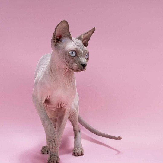 chat Sphynx blue point Délice Chatterie