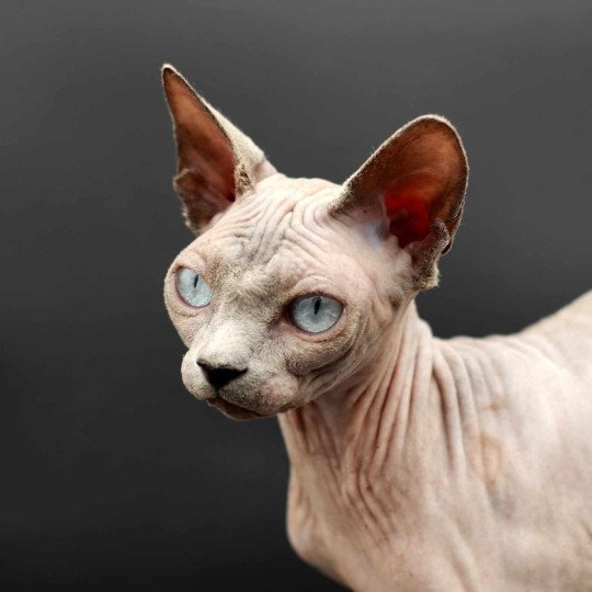 chat Sphynx blue point Délice Chatterie