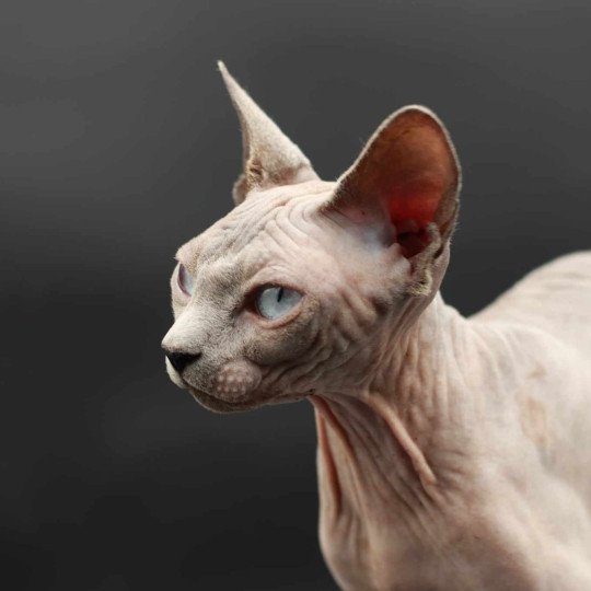 chat Sphynx blue point Délice Chatterie