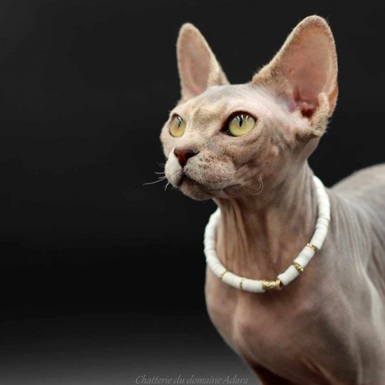 chat Sphynx Pampa Paradise Chatterie