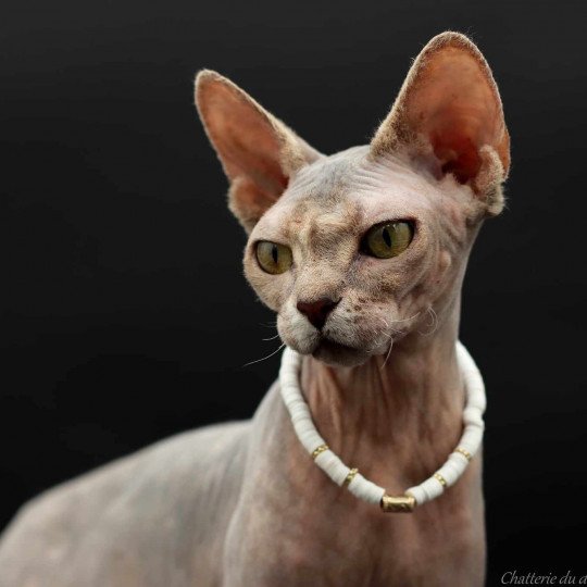 chat Sphynx Pampa Paradise Chatterie