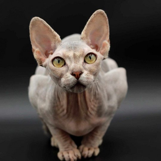 chat Sphynx Pampa Paradise Chatterie