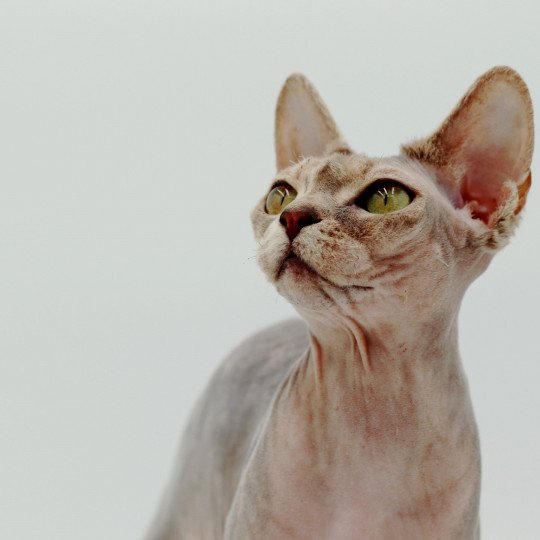 chat Sphynx Pampa Paradise Chatterie