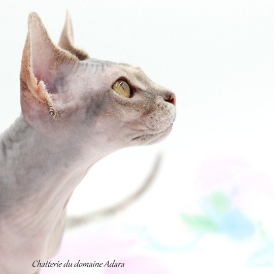 chat Sphynx blue tortie tabby Pampa Paradise Chatterie
