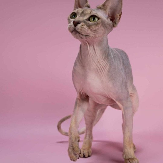 Pampa Femelle Sphynx