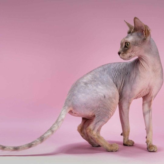 chat Sphynx blue tortie tabby Pampa Paradise Chatterie