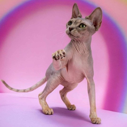 chat Sphynx blue tortie tabby Pampa Paradise Chatterie