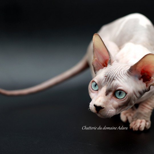 chat Sphynx Twix Chatterie