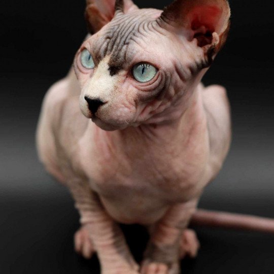 chat Sphynx Twix Chatterie