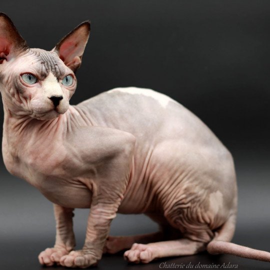 chat Sphynx Twix Chatterie