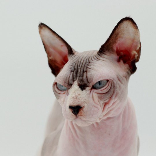 chat Sphynx Twix Chatterie