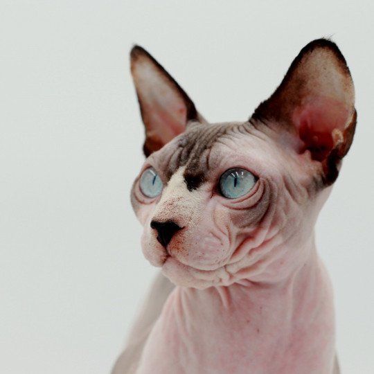 chat Sphynx Twix Chatterie