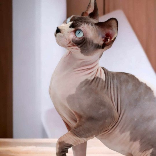 chat Sphynx seal mink bicolor Twix Chatterie