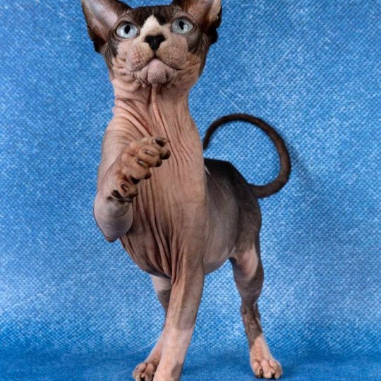 chat Sphynx seal mink bicolor Twix Chatterie