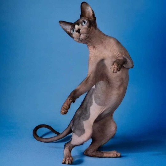 chat Sphynx seal mink bicolor Twix Chatterie