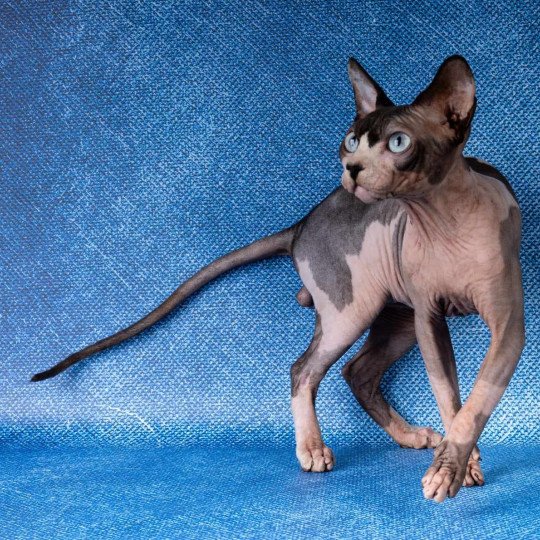chat Sphynx seal mink bicolor Twix Chatterie