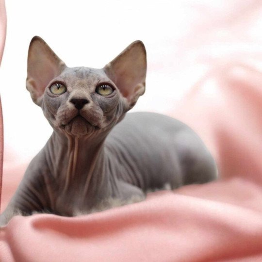 Vicka Femelle Sphynx