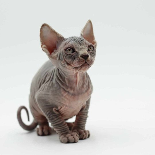 chat Sphynx blue tabby Vicka Chatterie