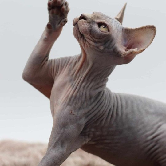chat Sphynx blue tabby Vicka Chatterie