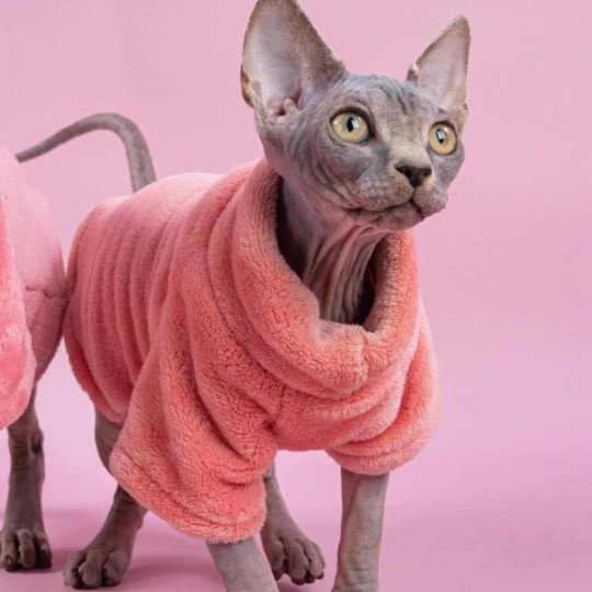 chat Sphynx blue tabby Vicka Chatterie