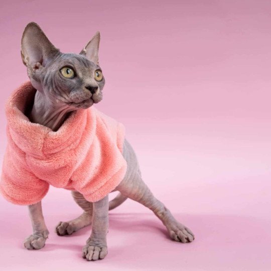 chat Sphynx blue tabby Vicka Chatterie