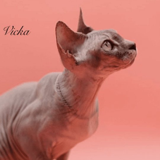 Vicka Femelle Sphynx