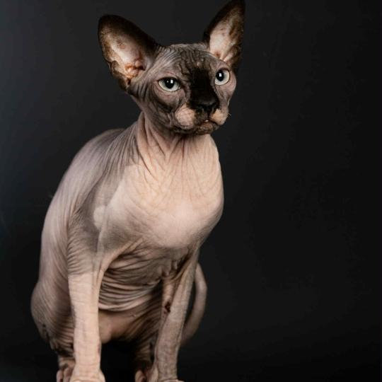 chat Sphynx seal mink & blanc WAISIENESSA SANTA Chatterie