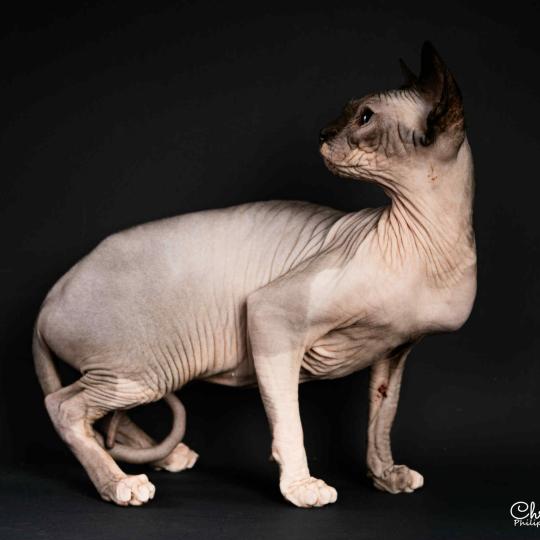 chat Sphynx seal mink & blanc WAISIENESSA SANTA Chatterie