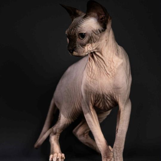 chat Sphynx seal mink & blanc WAISIENESSA SANTA Chatterie