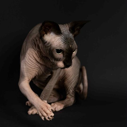 chat Sphynx seal mink & blanc WAISIENESSA SANTA Chatterie